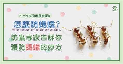 吸引螞蟻的體質|怎麼防螞蟻？螞蟻大軍怕什麼？居家螞蟻防治專家告訴你預防螞蟻。